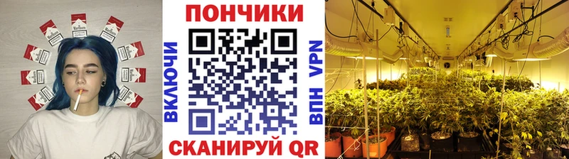 где купить наркотик  Старая Русса  Шишки марихуана сатива 